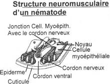 Structure neuromusculaire de nématode