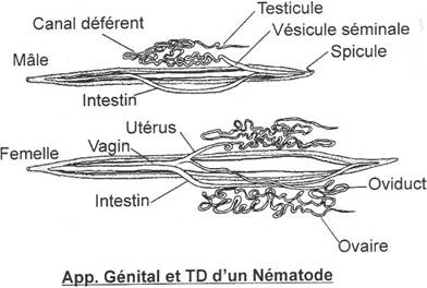 Appareil génital et tube digestif d'un nématode