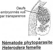 oeufs embryonnés de nématode phytoparasite Heterodera