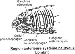 Oligochète, lombric, région antérieure du sytème nerveux