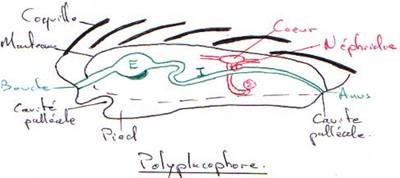 Polyplacophore en coupe longitudinale