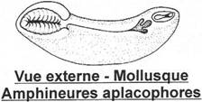 Mollusque aplacophore en vue externe (amphineure)