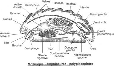 Coupe longitudinale d'un mollusque amphineure polyplacophore