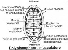 Musculature d'un polyplacophore