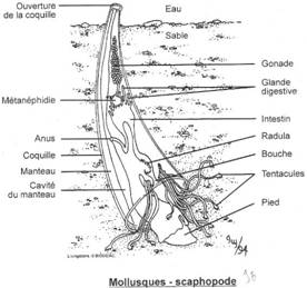Scaphopode en situation en coupe longitudinale