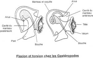 Flexion et torsion chez les gastéropodes