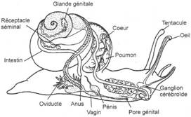 Coupe longitudinale d'un gastéropode
