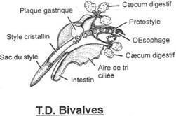 Tube digestif de bivalve