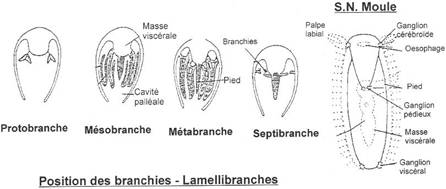 Appareils respiratoires de Lamellibranches