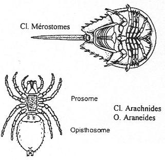 Mérostome et Arachnides