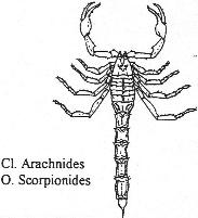 Arachnides scorpionide