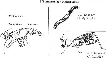 Exemple d'antennates (ou mandibulates) : crustacés, myriapodes et insectes