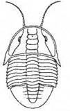 Trilobitomorphe
