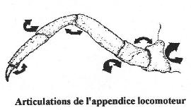 articulation de l'appendice locomoteur