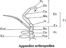 appendice arthropodien