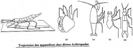 trajectoire des appendices chez divers arthropodes
