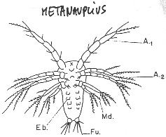 Arthropode, stade métanauplius