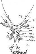 Arthropode, stade protozoé