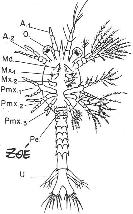 Arthropode, stade zoé