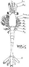 Arthropode, stade mysis