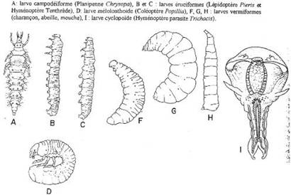 Arthropodes, les différentes catégories de larves