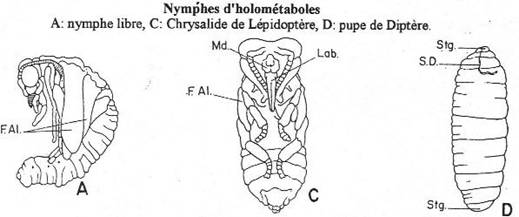 Arthropodes, nymphes d'holométaboles