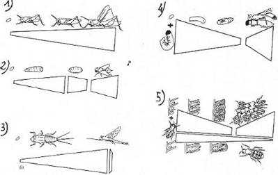 Arthropodes, exemples de cycles de développement