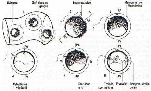 Rotations d’orientation et de symétrisation dans l’œuf d‘Amphibien