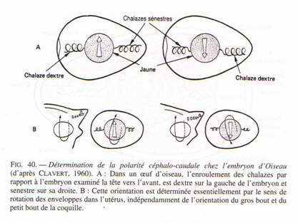 détermination de la polarité céphalo-caudale chez l'embryion d'oiseau