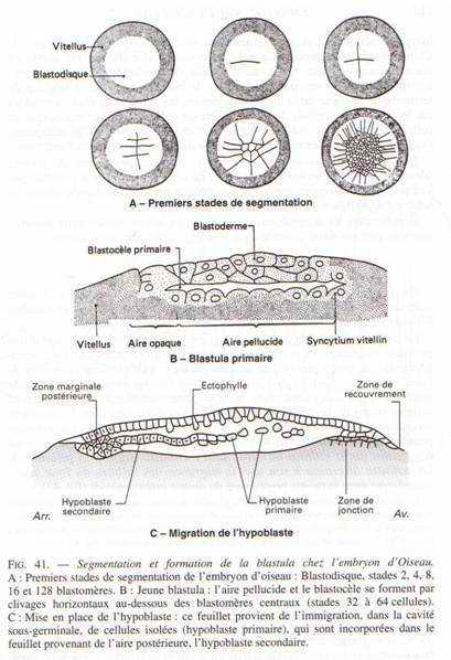 Segmentation et formation de la blastula chez l'embryon d'oiseau