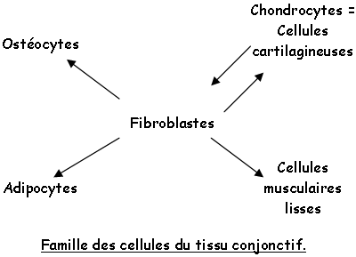 familles des cellules du tissu conjonctif