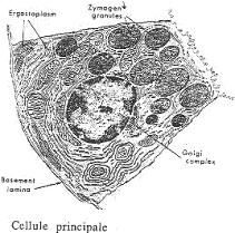 cellules principales