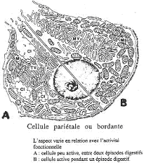 Cellules pariétales ou cellules bordantes