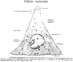 Cellules endocrines