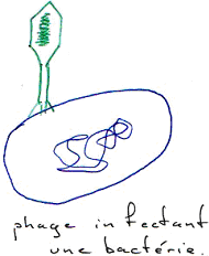 Phage infectant une bactérie