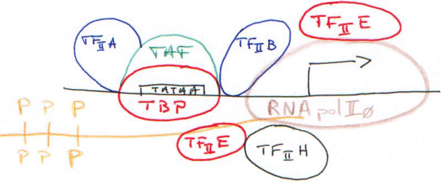 RNA Polymérase II , CTD et phosphorylation