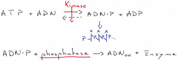 Marquage final : nucléotide kinase et protéine kinase