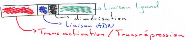 Transfection : transactivation/répression / Liaison ADN / dimérisation et Liaison ligand