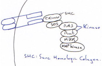 Transfection et SHC Sarc Homologue Colagen