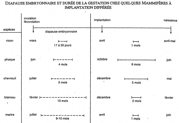 Diapause embryonnaire et durée de la gestation chez qqs mammifères à implantation différée