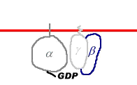 RCPG : récepteur couplé aux Protéines G : alpha, beta, gamma + GDP