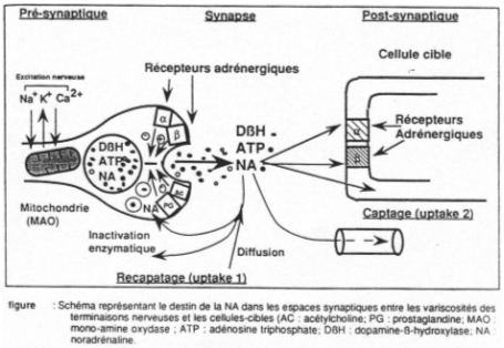 Schéma du devenir de la NorAdrénalline dans l'espace synaptique