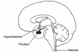 hypothalamus et glande pituitaire