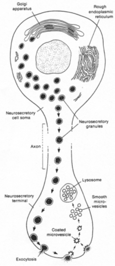 Exocytose de neurotransmetteurs