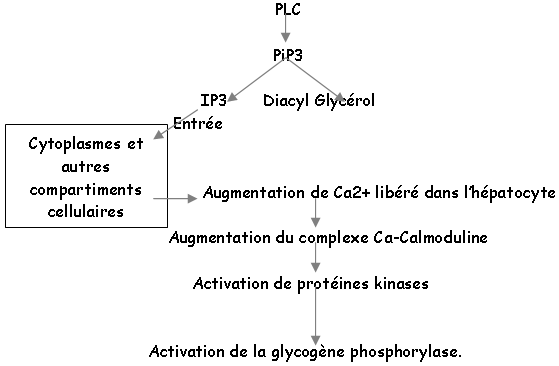 Cycle de la PLC à la glycoigène phosphorylase