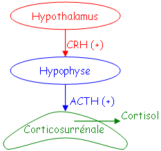 Régulation du cortisol (de sa synthèse)