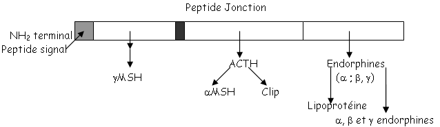 Structure de l'ACTH