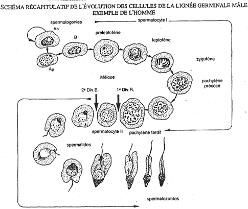 Schéma récapitulatif de l'évolution des cellules de la lignée germinale mâle