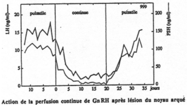 Action de la perfusion continue de GnRH après lésion du noyau arqué