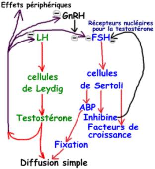 Contrôles et rétrocontrôles de la GnRH, LH et FSH + cellules de Leydig et de Sertoli